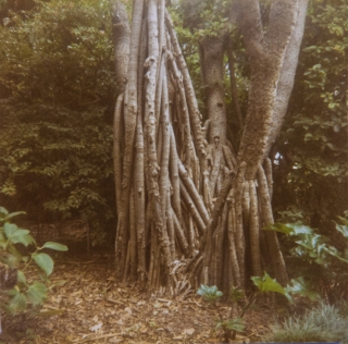 Sydney Botanical Gardens, Jan '82.