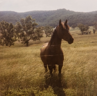Sandy Hollow, Hunter Valley, NSW, Feb '82.