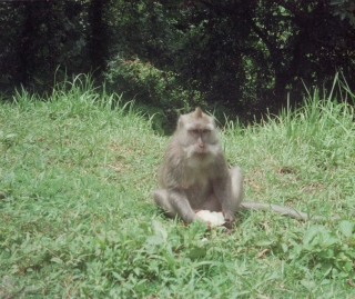 Wild monkey, Bali, Jan '82.
