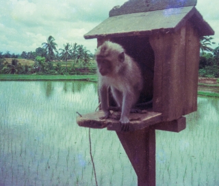 Pet monkey, Bali, Jan '82.