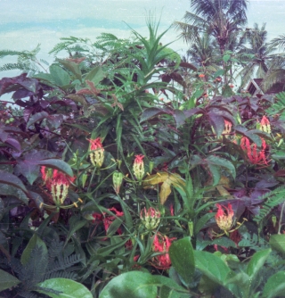 Wild flowers, Bali, Jan '82.