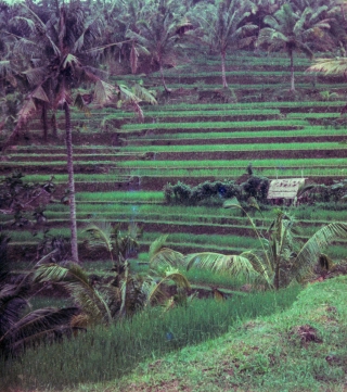 Terracing interior, Bali, April '82.