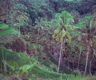 Terracing interior, Bali, April '82.