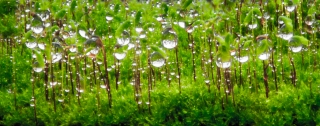 'Raindrops on Moss in Bloom or Natures Baubles', Covid 19, '20.