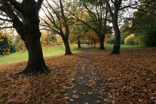 Victoria Park, Autumn 2.