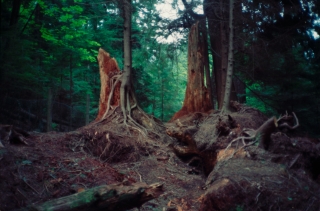 Regenerating Forest, Vancouver.