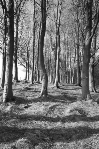 Beech Copse, Hay on Wye.