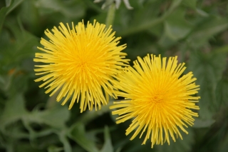 Dandelions, Bath.