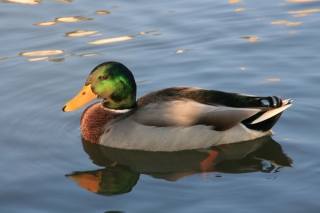 Duck, Bath.