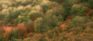 Autumn colour, Uffington, Oxon.