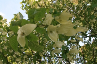 Handkerchief Tree, Westonbirt.