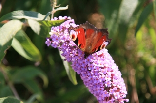 Buddleia/Butterfly.