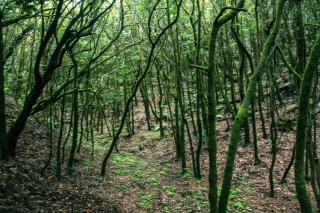 Cloud Forest, La Gomera, '14.