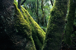 Cloud Forest, La Gomera, '14.