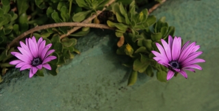 Unknown Plant, La Gomera, '14.