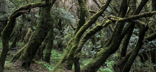 Cloud Forest, La Gomera, '14.