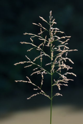 Grass in Seed.