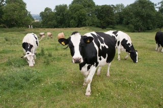 Cows, Cadbury Fort, Wiltshire.