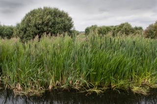 Somerset Levels.