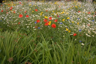 Garden, Somerset.