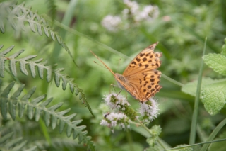 Butterfly[unknown], France, '15.