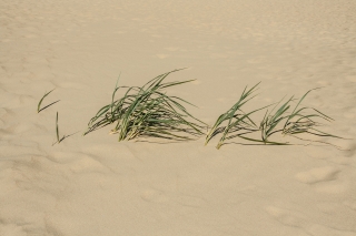 Grass/Sand, France, '15.