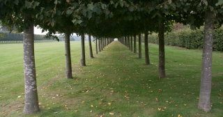 Tree Avenue, Houghton Hall, Norfolk, '15.