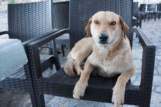 Dog/Friend, Greece, '16.