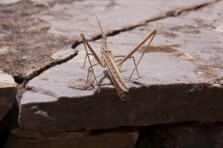 Large Grasshopper, Greece, '16.