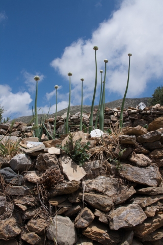 Onions, Greece, '16.