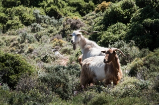 Goats, Greece, '16.