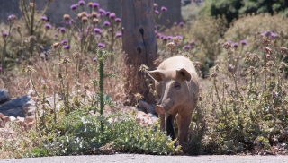 Pig and Thistles, Greece, '16.