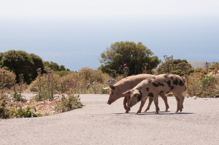 Pigs on Road, Greece, '16.