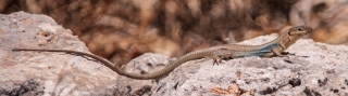 Lizard, Greece, '16.