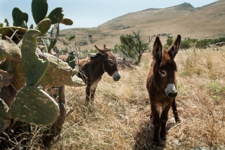 Donkeys, Greece, '16.