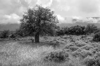 Holm Oak, Nr Kiparissi Greece, '16.