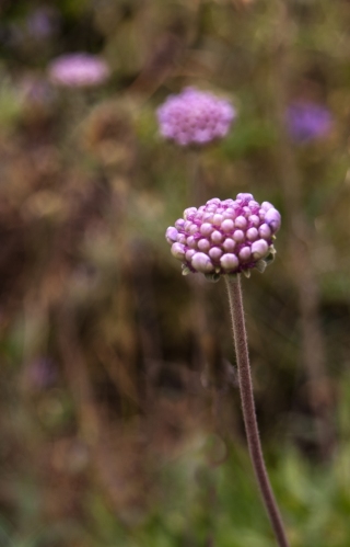 Purple Flower, Greece, '10.