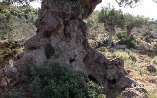 Ancient Olive Trees, Greece, '16.