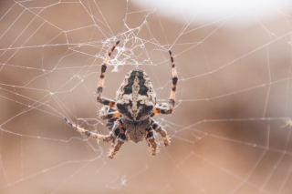 Spider, Greece, '16.