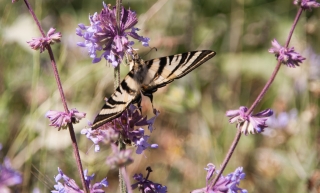 Butterfly, Greece, '10.