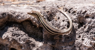 Lizard, Greece, '16.