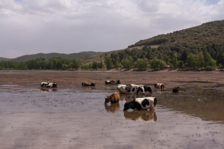 Cows in Lake, Mid Atlas, Morocco. '17.