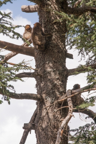 Macaques in Cedar Tree, Morocco, '17.