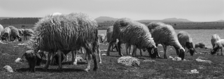 Sheep, Mid Atlas, Morocco. '17.