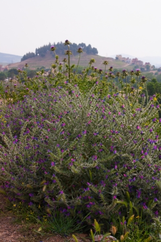 Purple Bush, Azrou, Morocco. '17.