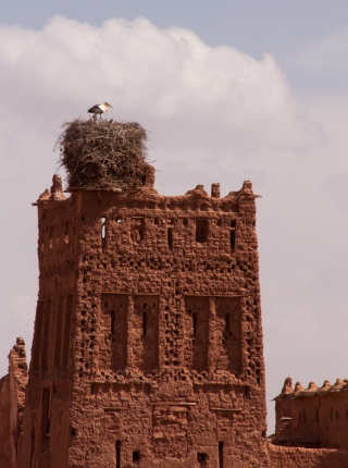 Storks nesting on old Kasbah, Morocco, '17.