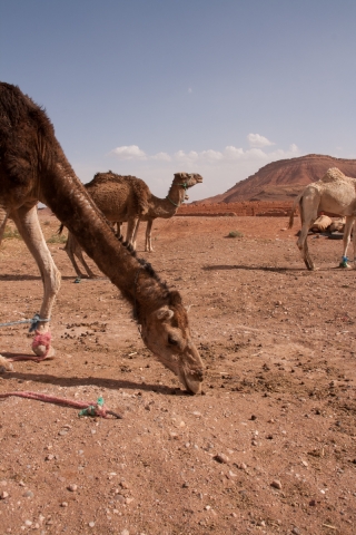 Camels, Tamdaght, Morocco 1, '17.