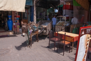 Working Donkey, Souk, Marrakesh, '17.