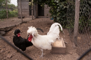 Chickens, Agritourismo San Marco, Sicily, '18.