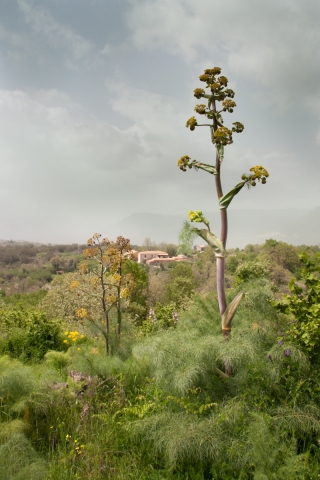 Agriturismo San Marco, Sicily, '18.